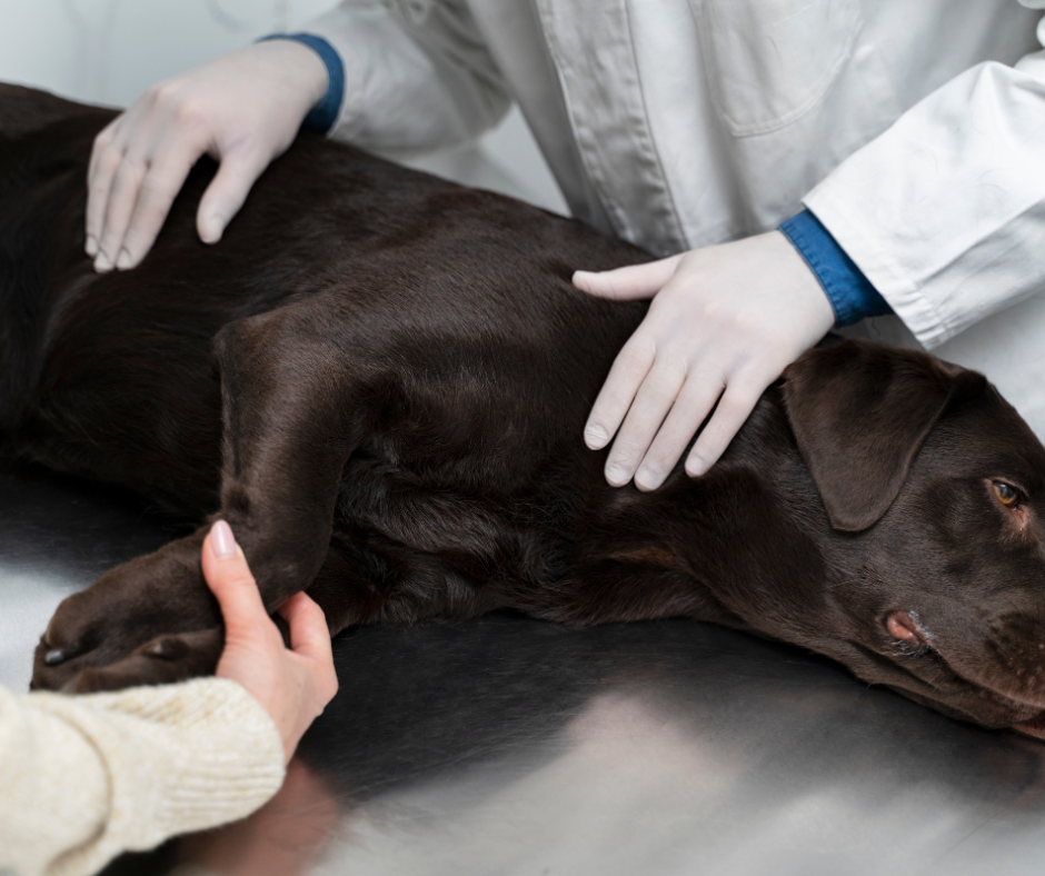 Pies badany u lekarza