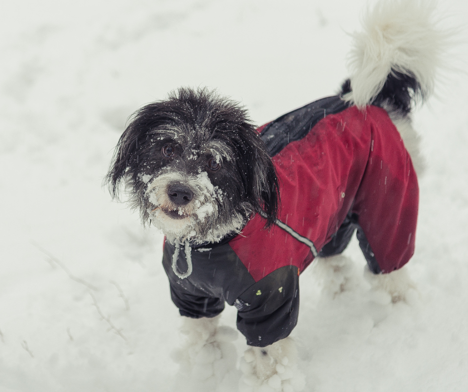 Pies w ubraniu zimowym