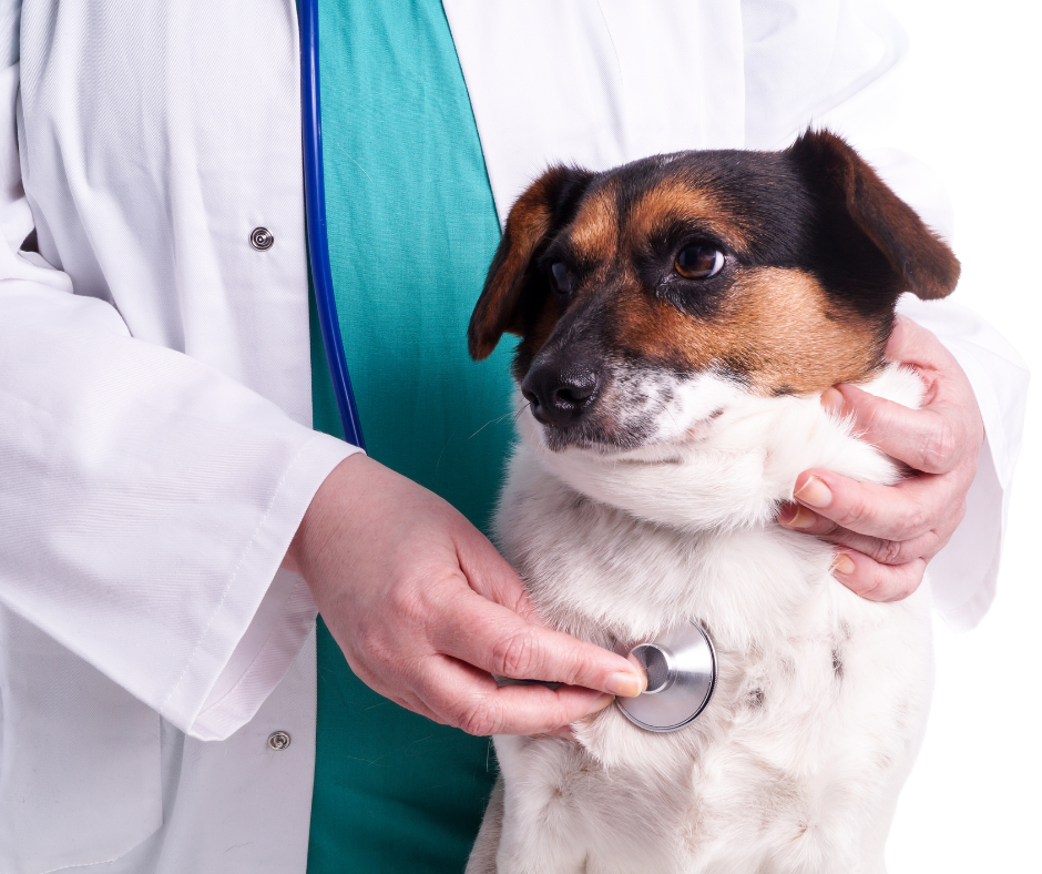 Pies u lekarza weterynarii