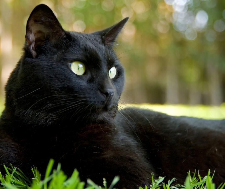 Czarny kot, czyli Filemon
