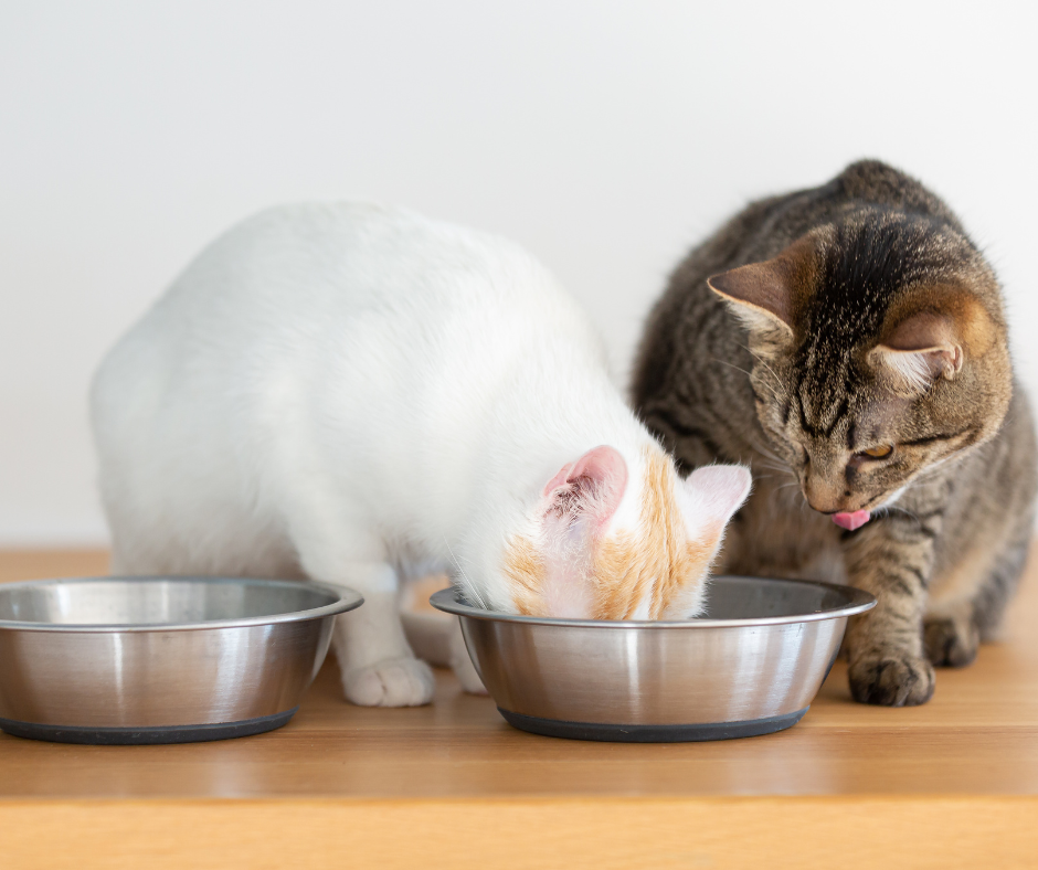 Dwa koty jedzą z misek