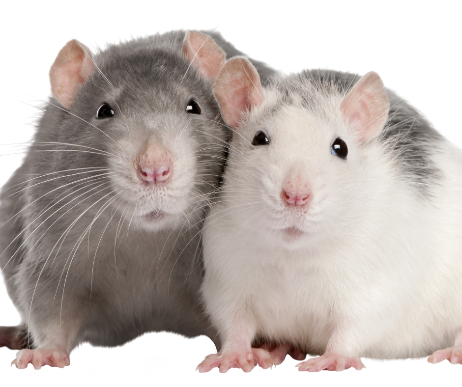 Szczur domowy - fakty i mity