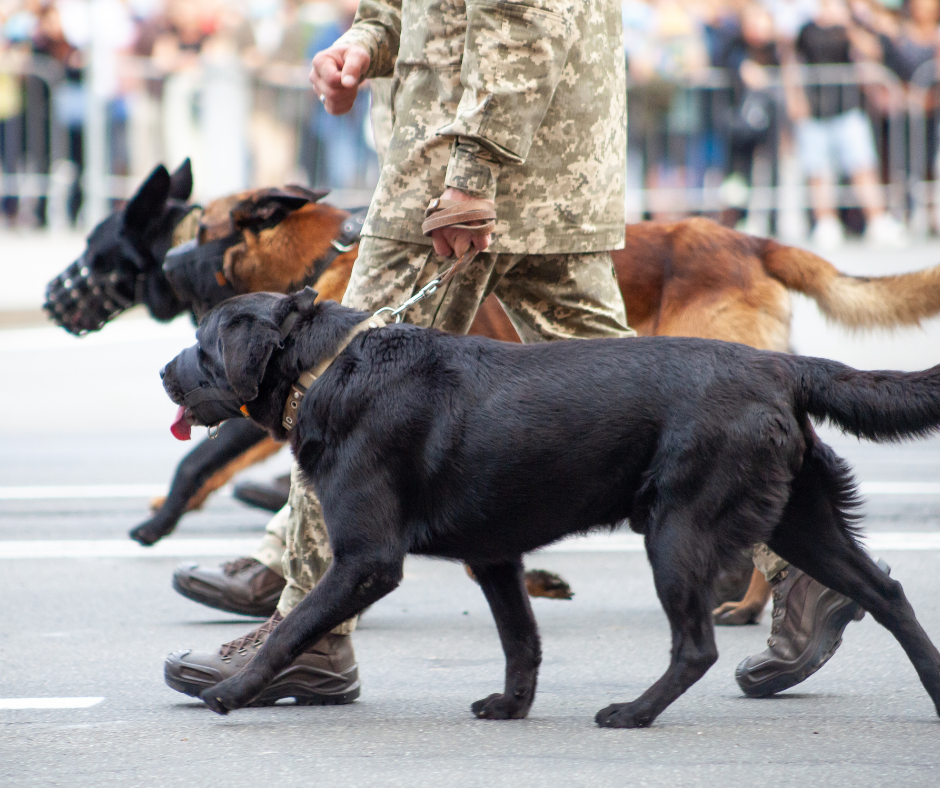 labrador w służbach mundurowych