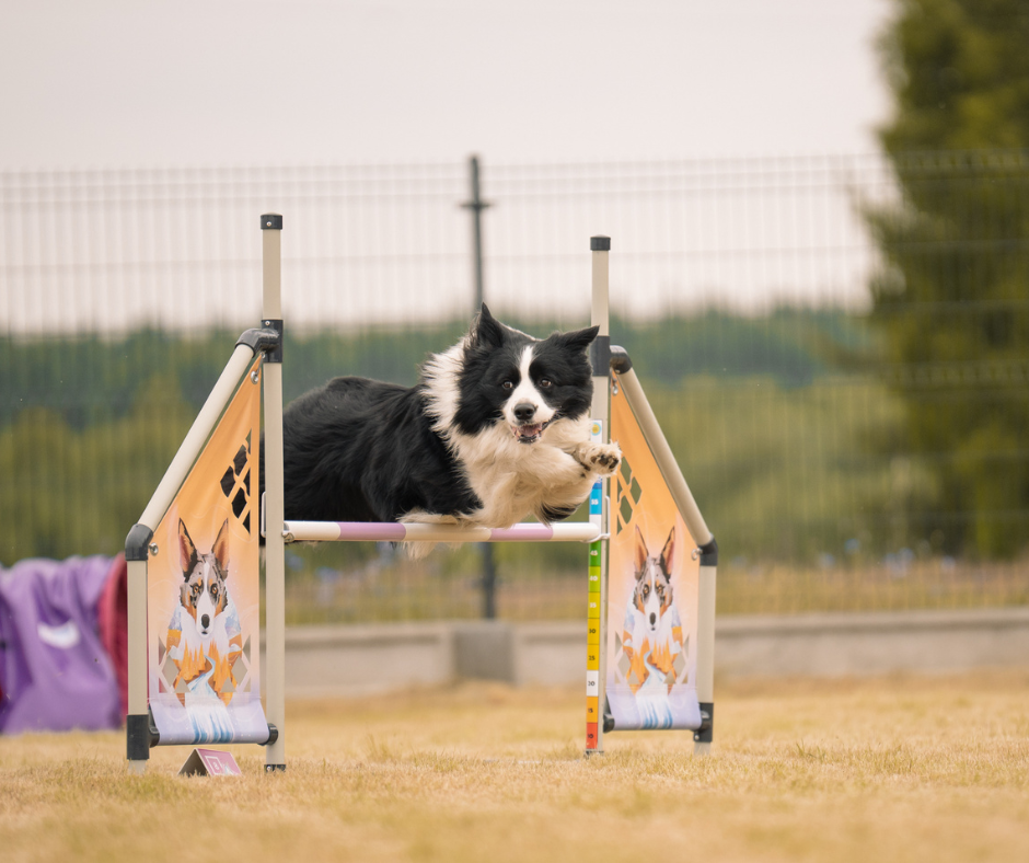 II Zawody Treningowe Agility Hazy Hills - o pęto swojskiej