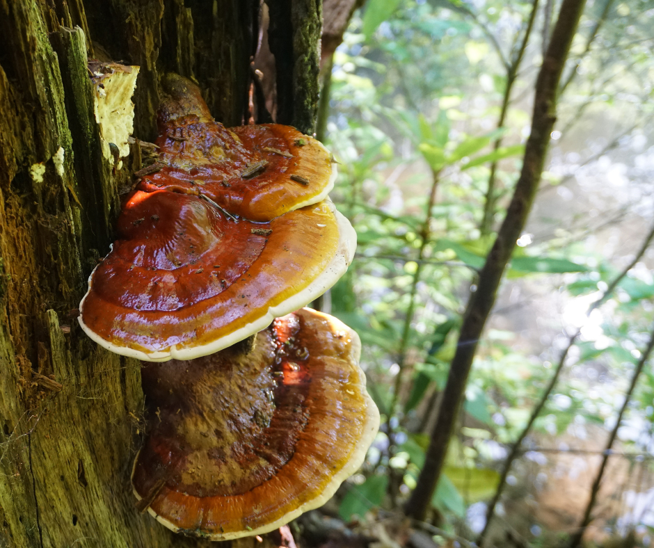 lakownica żółta, znana bardziej jako reishi (grzyb)