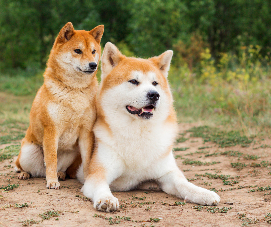 SHIBA INU