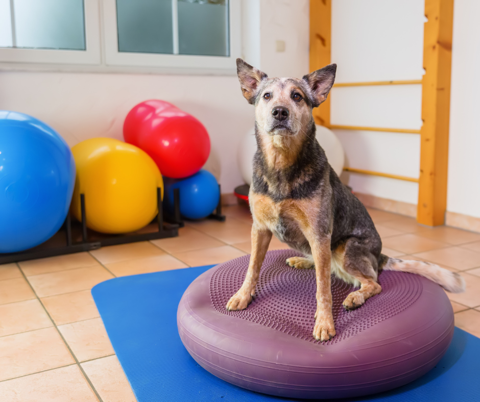 Konsultacja zoofizjoterapeutyczna