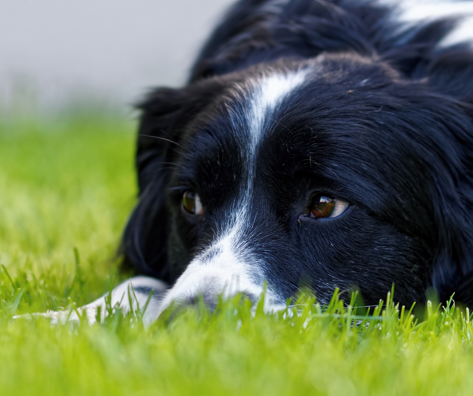 choroby u psów rasy border collie