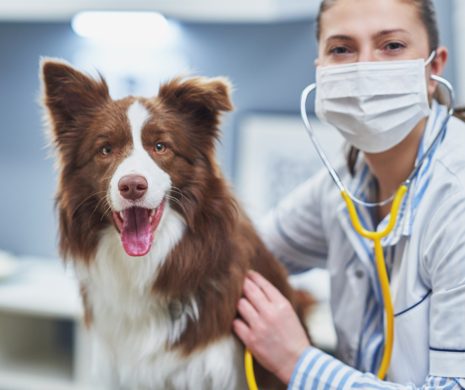 choroby u psów rasy border collie