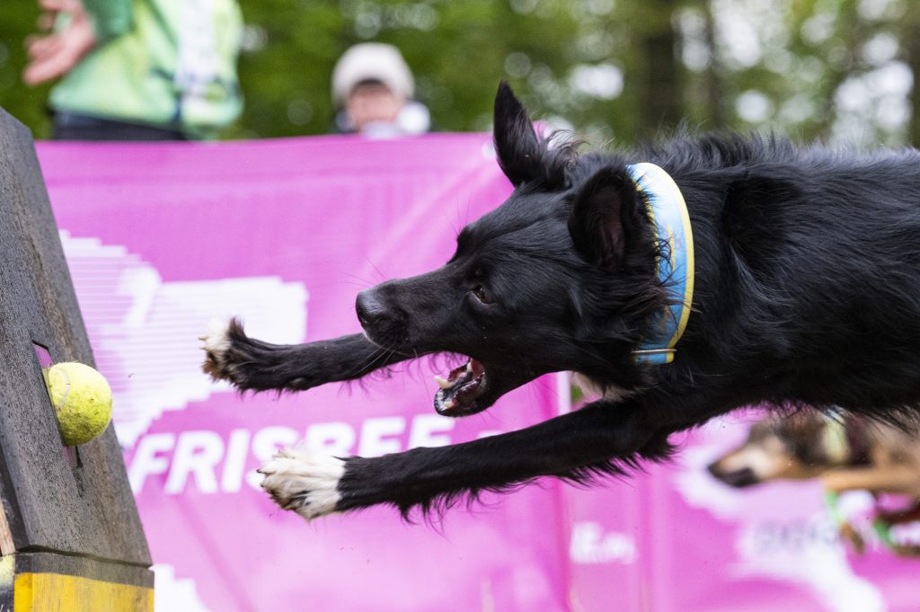 Mistrzostwa Polski we Flyballu Minikowo 2024