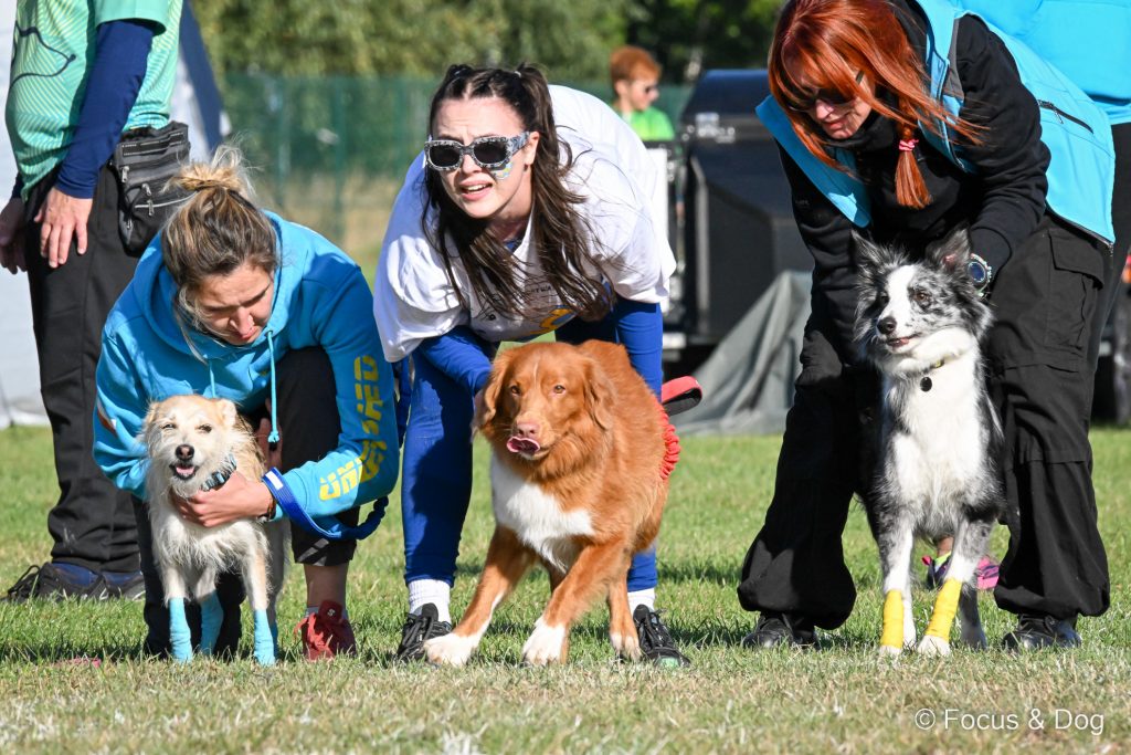 Mistrzostwa Polski we Flyballu 2024