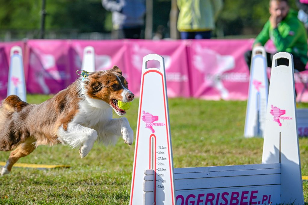 Mistrzostwa Polski we Flyballu 2024