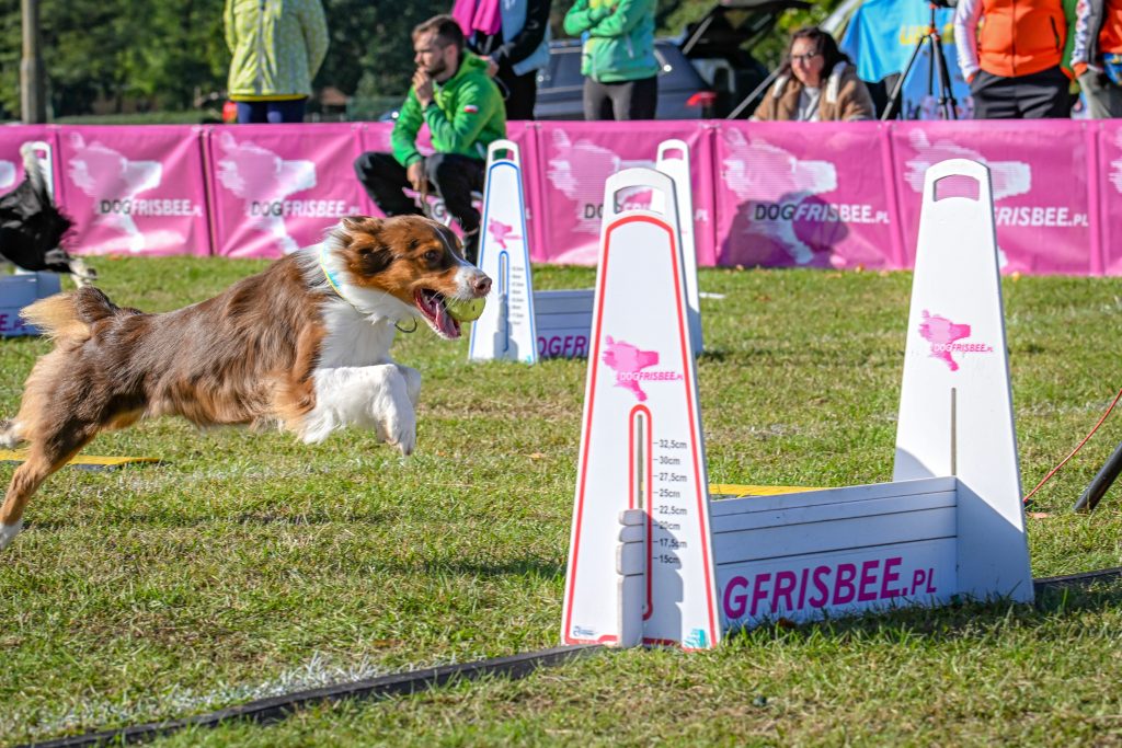 Mistrzostwa Polski we Flyballu 2024