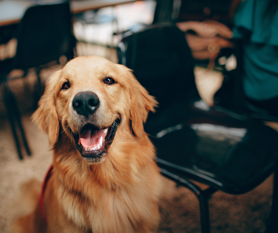 5 najczęstszych chorób u psów rasy golden retriever