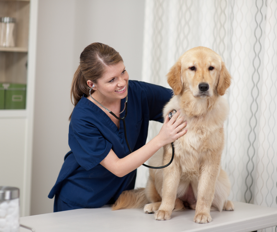 5 najczęstszych chorób u psów rasy golden retriever