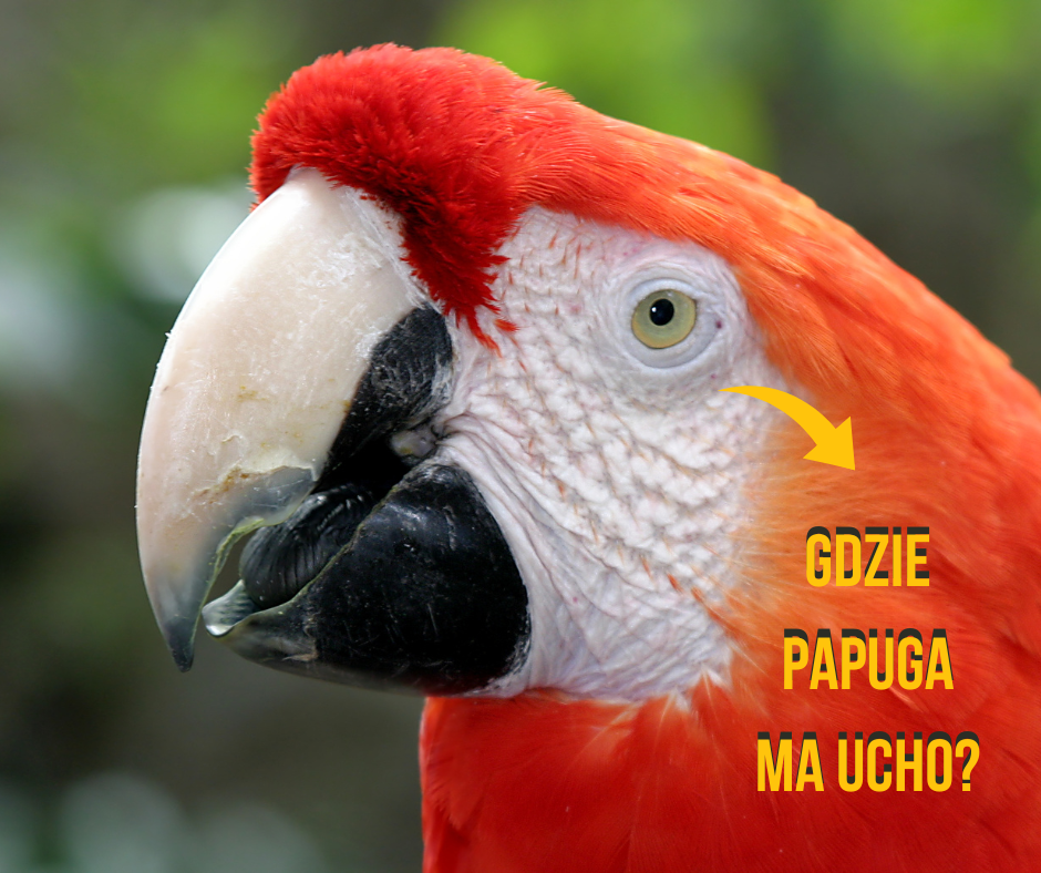 Gdzie papuga ma uszy?